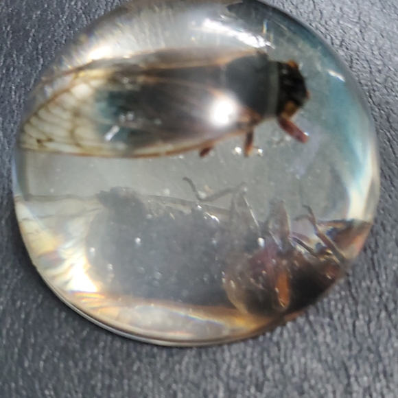 Cicada paperweight - Picture 3 of 5